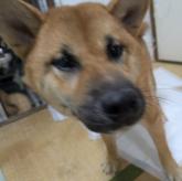 柴犬