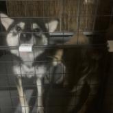 柴犬