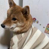 柴犬