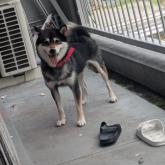 柴犬