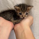 雑種