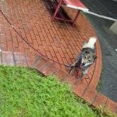 柴犬
