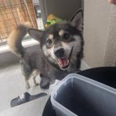 柴犬