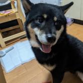柴犬