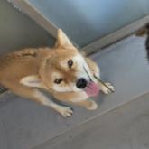 柴犬