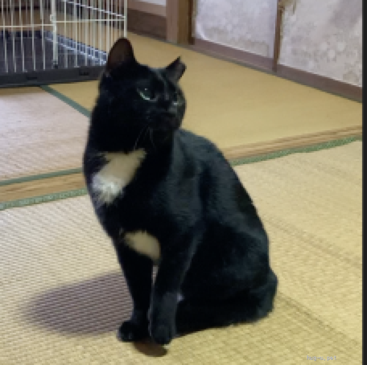 ☆クロ猫ちゃんさま専用☆ 猫の里親募集】石川県・雑種・クールな黒猫のクロちゃん（ID:2601