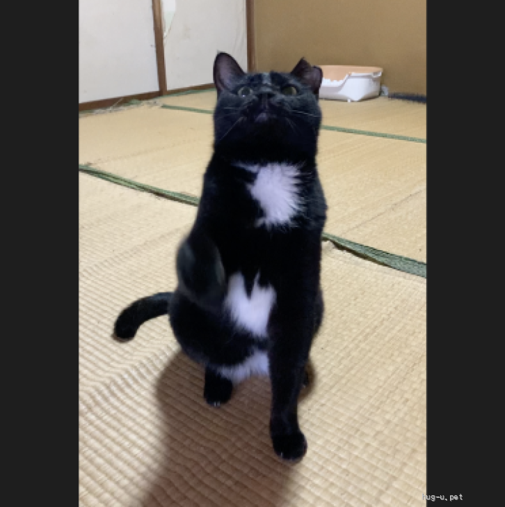 猫の里親募集】石川県・雑種・クールな黒猫のクロちゃん（ID:2601