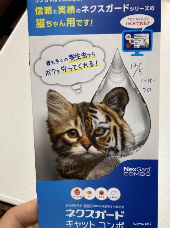 ☆クロ猫ちゃんさま専用☆ 猫の里親募集】石川県・雑種・クールな黒猫のクロちゃん（ID:2601