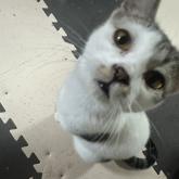 雑種
