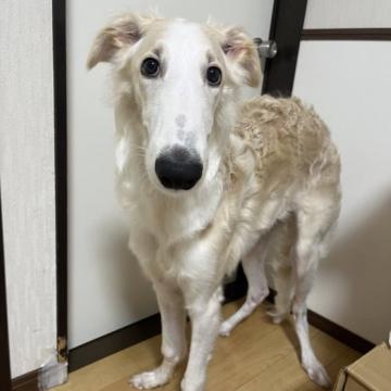 犬 × ボルゾイの里親募集一覧｜ハグー -みんなのペット里親情報