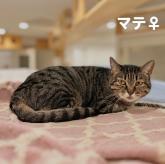 雑種