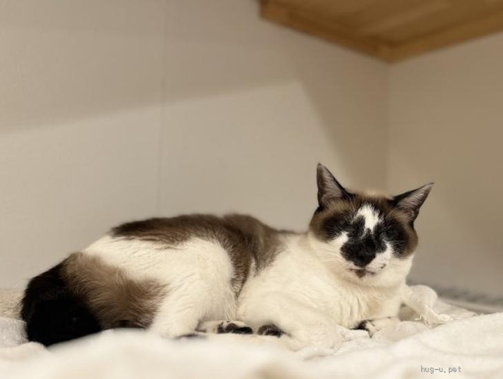 猫の里親募集】東京都・雑種・シャム風のラッキーくん♪（ID:2409