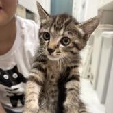 雑種