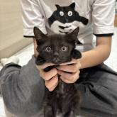 雑種
