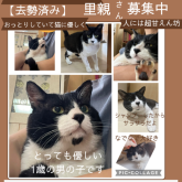 雑種