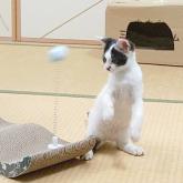 雑種