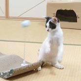 雑種