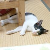 雑種