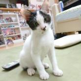 雑種