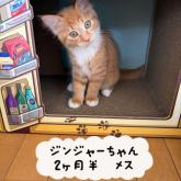 雑種