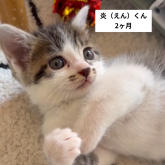 雑種