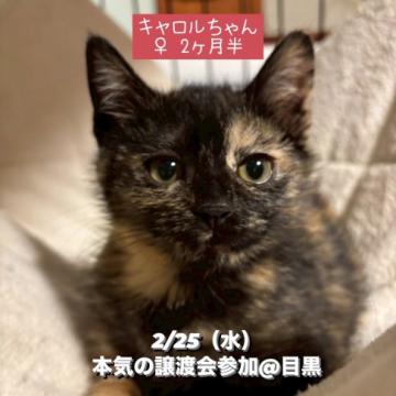 猫の里親募集】東京都・雑種・まだ怖がりさんくろまめちゃん（ID:2601