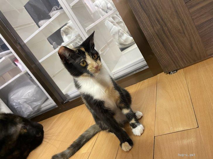 猫の里親募集】神奈川県・雑種・【三か月♀】魔性の三毛 ファムちゃん