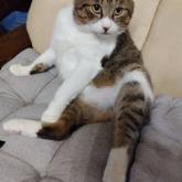 雑種