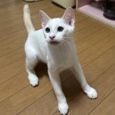 雑種