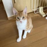 雑種