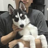 シベリアンハスキー