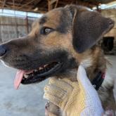 ラブラドールレトリバー