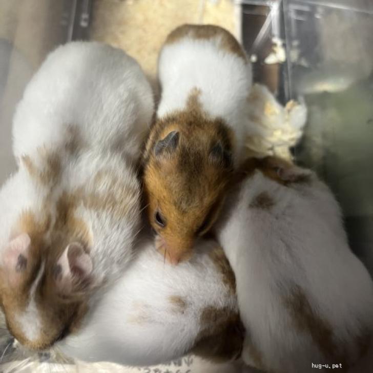 小動物の里親募集】大阪府・ハムスター・でかいあかちゃんたち、「メス