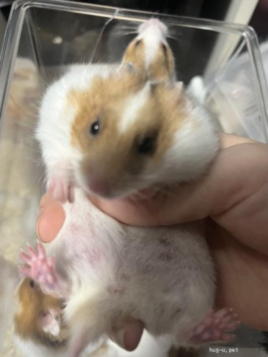 小動物の里親募集】大阪府・ハムスター・でかいあかちゃんたち、「メス