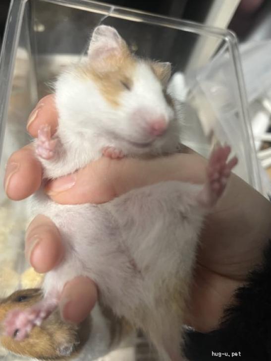 小動物の里親募集】大阪府・ハムスター・でかいあかちゃんたち、「メス
