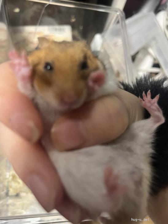 小動物の里親募集】大阪府・ハムスター・でかいあかちゃんたち、「メス