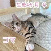 雑種