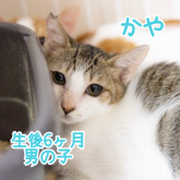 雑種