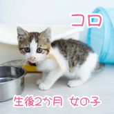 雑種