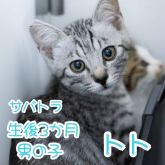 雑種