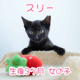 雑種