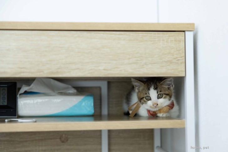 猫の里親募集】奈良県・雑種・緊急！コロちゃん里親大募集！（ID:2607