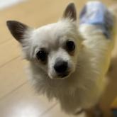 チワワ(ロング)