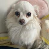 チワワ(ロング)