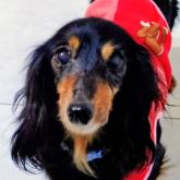 ミニチュアダックスフンド(ロング)