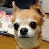 チワワ(ロング)