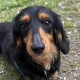 ミニチュアダックスフンド(ロング)