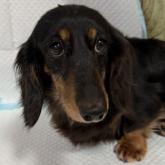 ミニチュアダックスフンド(ロング)