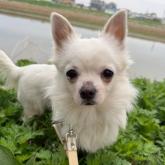 チワワ(ロング)
