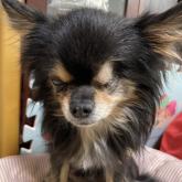 チワワ(ロング)